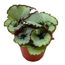 Begonia Rex Java Escargot in a 4 inch Pot Gray Spiral - £14.45 GBP