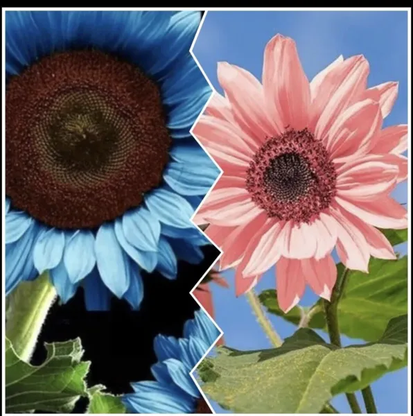 Fresh New Blue Sunflower Seeds And Pink Sunflower Seeds 25 - £10.27 GBP