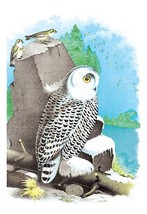 The Snow Owl 20 x 30 Poster - £20.69 GBP