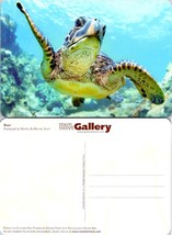 Sea Turtle Binky Printed on Chlorine Free Plantation Grown Paper VTG Postcard - £7.53 GBP