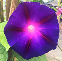 USA SELLER Grandpa Ott&#39;S Purple Morning Glory Ipomoea Vine Flower Free S... - $11.95