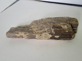 Petrified Wood Slab Fossil Fossilized 8.5&quot; Western United States  - £31.32 GBP