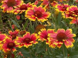 250 Gaillardia Seeds Dazzler Blanket Flower Starts Nurserygarden Beautiful USA S - $20.75