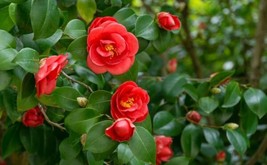 Fresh Japanes Camellia Tree Seeds For Planting (5 Seeds) - Camellia Japonica - S - $19.96