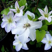 100 seeds Clematis Seeds White Climbing Flowers - £11.79 GBP
