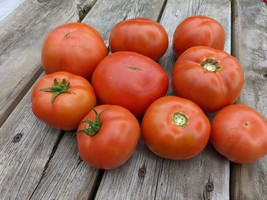 SEED-TOMATO Cold Tolerant Short Season Tomato Seeds- Andy&#39;s Buckflat Wonder - €2,78 EUR+