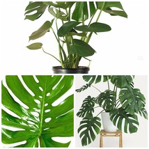 3 Gal Pot Split Leaf Philodendron, Monstera Deliciosa 18-20&quot; Tall Live Plant - £178.18 GBP