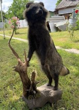 Museum Quality Raccoon Dog (japanese Raccoon) Taxidermy Mount Hunting Cabin - $2,500.00