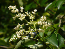 10 Seeds Chinese Privet Glossy Privet Ligustrum Lucidum  - £15.54 GBP