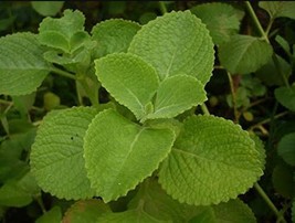 60Seeds Cuban Oregano Seeds Aka Broad Leaf Thyme Vegetable Seeds Garden Fresh US - £7.50 GBP