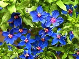 HS 100 Blue &amp; Scarlet Pimpernel Anagallis Monellii Anagallis Arvensis Flower See - £2.69 GBP