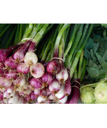 100 Scarlet Bandit Bunching Onion Red Allium Cepa Vegetable Seeds Fresh ... - $275.14 MXN