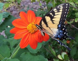 40 Seeds Mexican Sunflower Tithonia -Organic Garden USA - £4.34 GBP