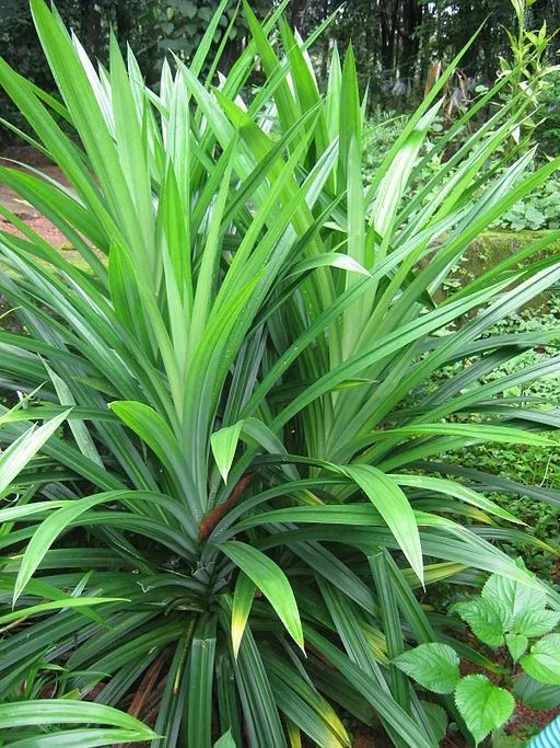 Pandanus amaryllifolius Pandan leaf - Asian cooking Live Plant - £16.90 GBP