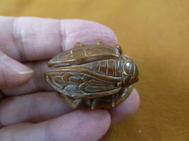 (tb-ins-4-2) tan cicada Tagua NUT figurine Bali detailed insect cicadas - $40.28