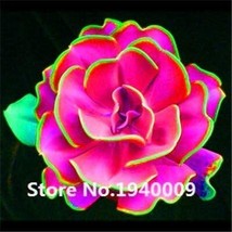 Bonsai 100 Pcs Rainbow Succulent Bonsai Seedling Perennial Office Mini B... - $5.78