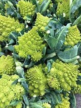 USA Seller Fresh 300 Romanesco Broccoli Seeds Organic - £5.96 GBP