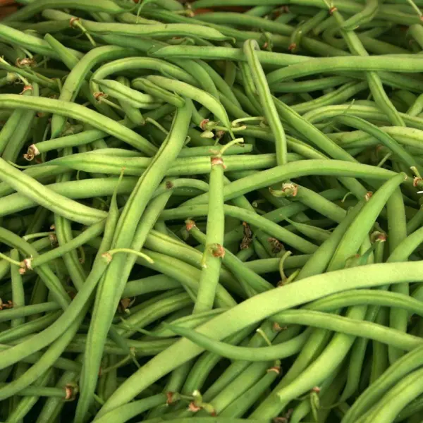 Kentucky Wonder Green Bush Bean Seeds 50 Ct Vegetable Heirloom Non Gmo Fresh Gar - £14.55 GBP