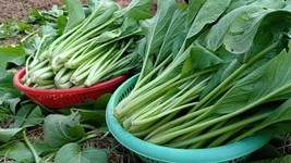 Bloomys 1000 Seeds Asian Yu Choy Choi Sum Chinese Flowering Cabbage Seeds Early  - £8.15 GBP