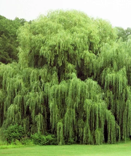 24 Golden Weeping Willow Tree Cuttings Live Plants Beautiful Arching Canopy Fres - £77.87 GBP
