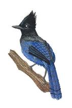 Amazing Steller&#39;s Jay on Branch Embroidered Iron on/Sew Patch [4.1&quot; x 6.... - £13.37 GBP