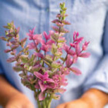 100 Seeds of Salvia Pink Sundae Flower Seeds USA Grown - £14.08 GBP