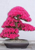 1 Professional Pack, approx 50 Seeds / Pack, Bonsai F1 Red Azalea Hardy ... - $11.30