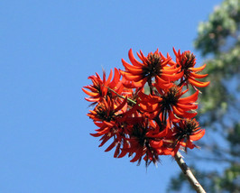 Erythrina Stricta Coral Tree Seeds Exotic Fresh Usa Seeds - £13.41 GBP