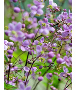 Chinese Meadowrue 50 Seeds Thalictrum Delavayi Hardy Purple Flowers Fresh Garden - $10.37