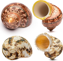 Natural Hermit Crab Shells 4PCS 2 Types Opening Size: ≥1&quot; Seashell Size:... - $16.46
