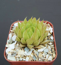 Haworthia cooperi var. gordoniana, rare bonsai cacti exotic cactus plant 2&quot; pot - £8.01 GBP