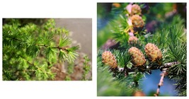 &#39;Green Noodles&#39; Series, Larix, Larch Seeds, Garden Seeds 100 Seeds - £17.91 GBP