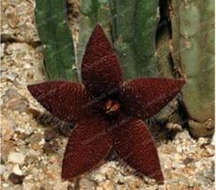 Stapelia Pulchella Bonsai Lithops Mix Succulents Raw Stone Cactus Plant Rare for - £3.98 GBP