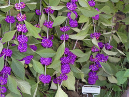 GIB 40 American Purple Beautyberry Shrub Flower Callicarpa Americana Seeds - £14.21 GBP