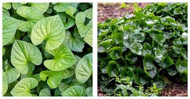 20 Wild Ginger Seeds (Asarum canadense) Ground Cover &amp; Spice - £13.54 GBP