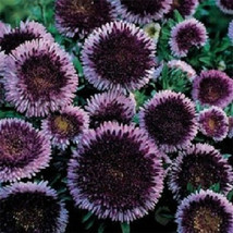 100 Aster Pompon Blue Moon Flower Seeds - £16.87 GBP