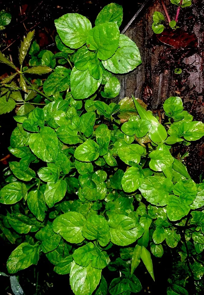 5 Mint Orange Mint Mentha Spicata Herb LIve Plant Live Plants Potted Cul... - $36.80