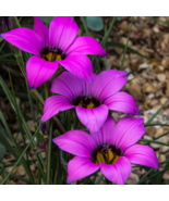 Romulea Tetragona Beautiful Flowers - 5 Seeds - €11,95 EUR
