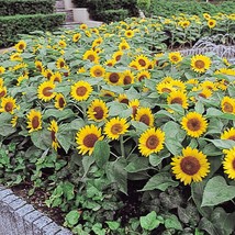 Big Smile Dwarf Sunflower Flowers Fresh Seeds From US - £11.64 GBP