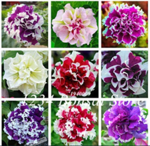 Hot New 100  pcs/Bag Mixed Color Flower Petunia Bonsai Exotic Bonsai Flowers Han - £4.87 GBP