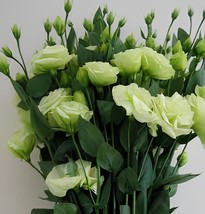 400 Seeds Greenish White Eustoma Grandiflorum - $16.63