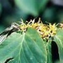 5 Hamamelis Virginiana Witch Hazel Shrub Seeds For Planting   - £15.37 GBP