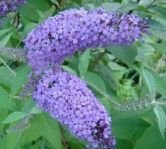 SEPTH Nanho Blue Butterfly Bush ( Buddleia ) - Live Plant - ( 1 QT ) - $37.49