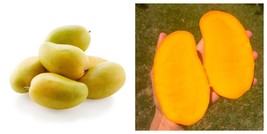 Seedling Mango Ataulfo mangifera Indica Tropical Live Fruit Tree - $72.99