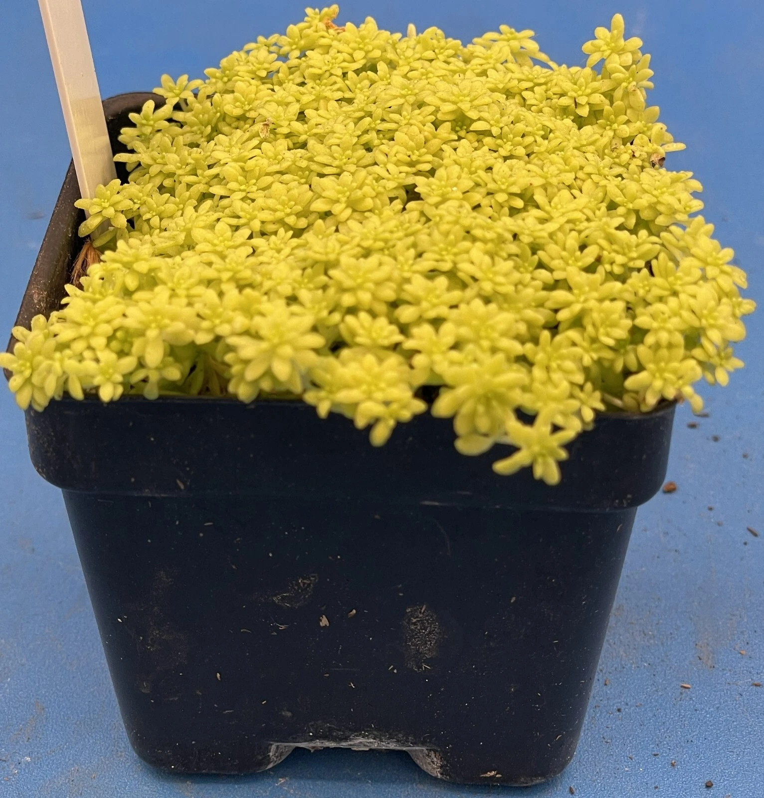 Sedum Gold Moss - Ships in 3 pot - Rock Gardens, Hanging Baskets, Ground... - $26.56