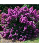 SEPTH First Editions® Purple Magic Dwarf Crape Myrtle - Live Plant - Ful... - $37.49