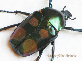 Green Metallic Flower Beetle XL Jumnos Ruckeri Rare Framed Entomology Shadowbox - £87.65 GBP