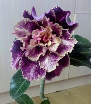 4 pcs Purple Cream Desert Rose Seed Adenium Obesum Flower Flowers Seed - £10.77 GBP