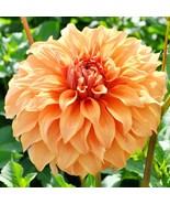 PSA Dahlia Great Hercules 3 Plant Divisions Summer Flower Fast Growing - $52.50