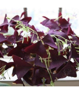 Red Oxalis Versicolor Bonsai Flowers - 100 Seeds - $178.71 MXN